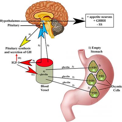 The Complex World of Regulation of Pituitary Growth Hormone Secretion: The Role of Ghrelin, Klotho, and Nesfatins in It